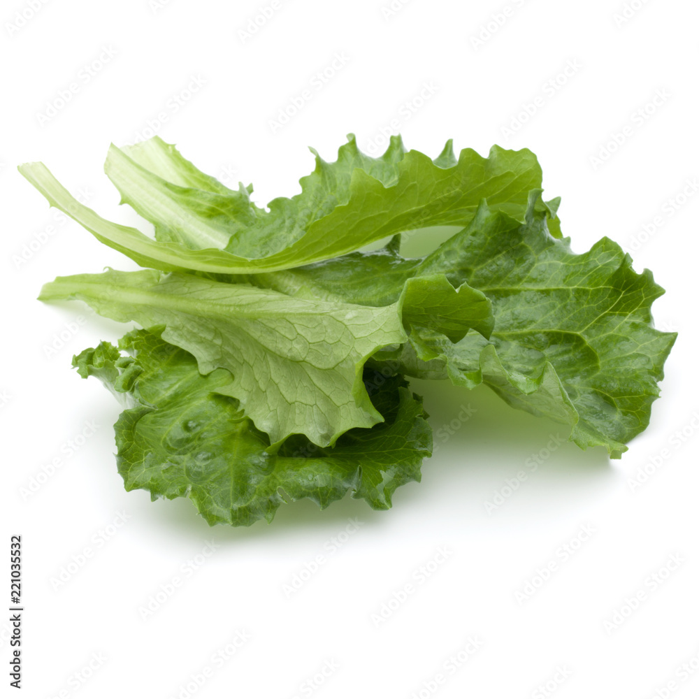 Close up studio shot of fresh green endive salad leaf isolated on white background.