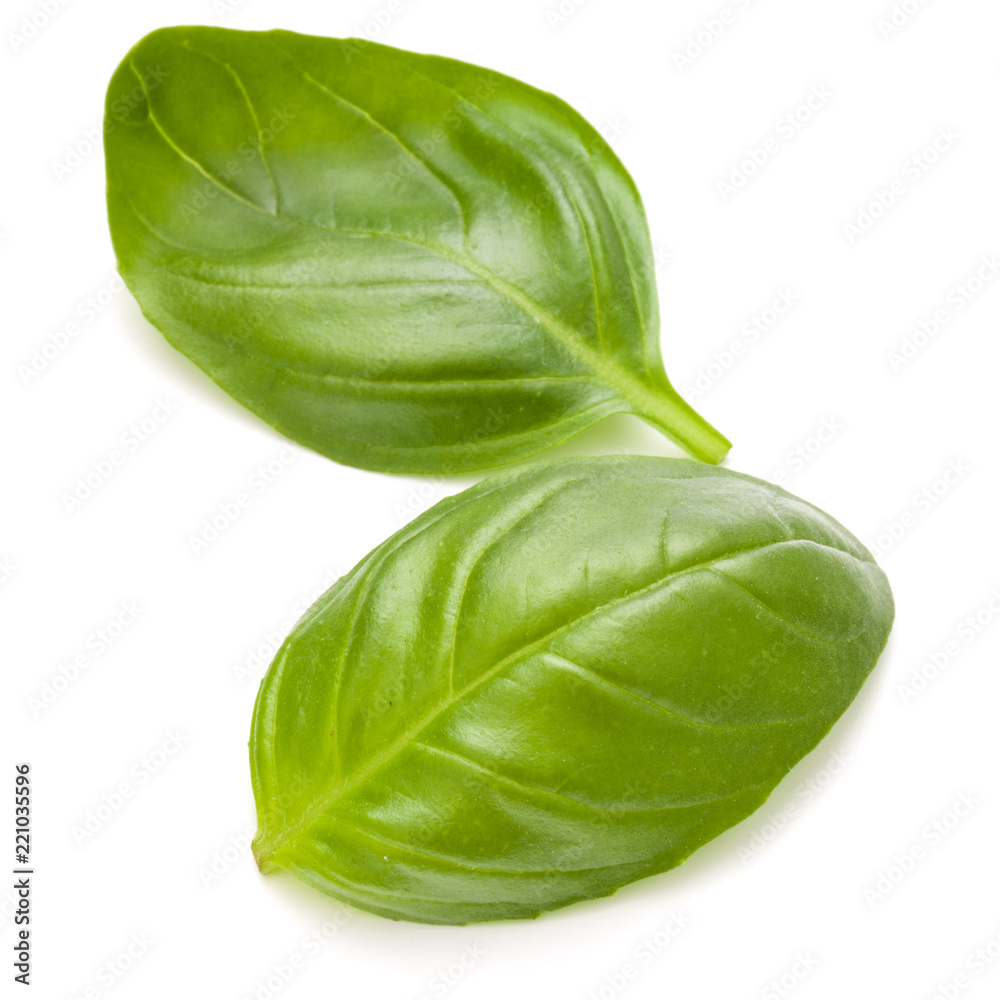 Sweet basil herb leaves isolated on white background closeup Sweet basil herb leaves isolated on white background closeup