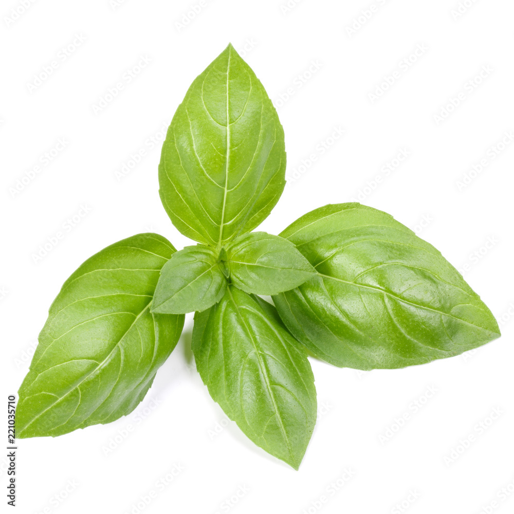 sweet basil herb leaves isolated on white background. Genovese basil leaf. sweet basil herb leaves isolated on white background. Genovese basil leaf.