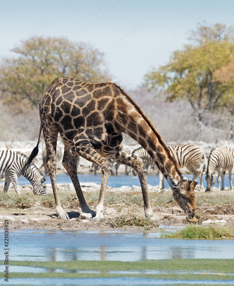 Fototapeta premium Big male giraffe drinks at a waterhole, Etosha National Park, Namibia