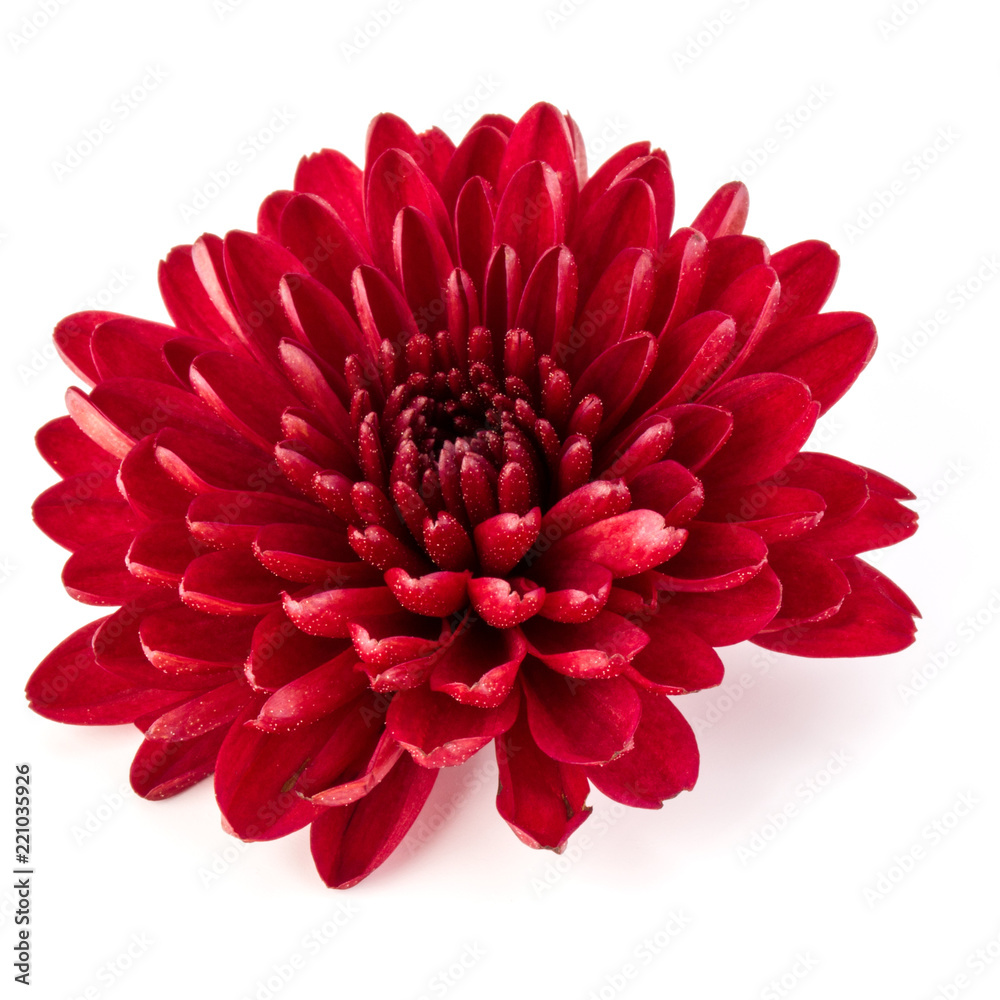 Red chrysanthemum flower isolated on white background Red chrysanthemum flower isolated on white background
