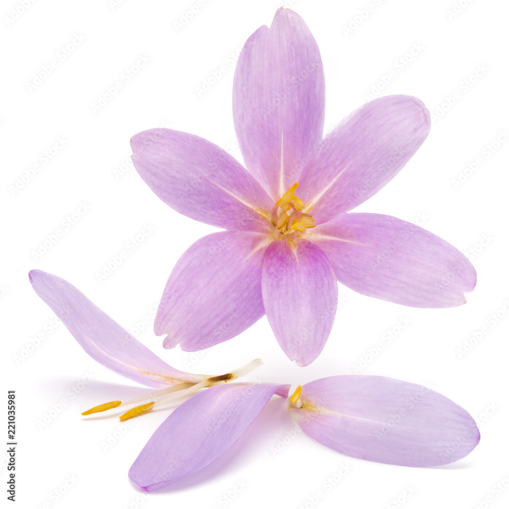 Obraz premium lilac crocus flowers isolated on white background