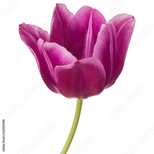 Fototapeta Naklejka Na Ścianę i Meble -  lilac tulip flower head isolated on white background