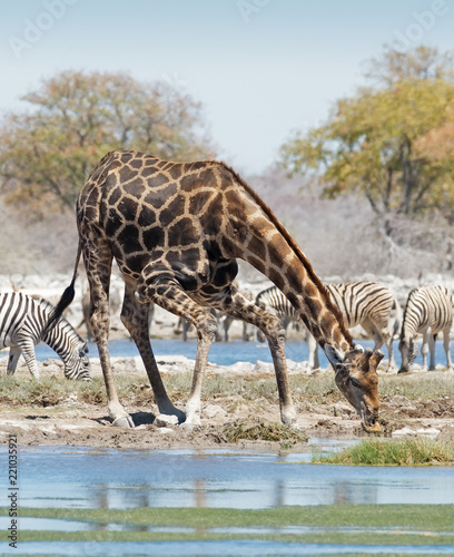 Big male giraffe drinks at a waterhole, Etosha National Park, Namibia