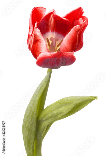 red tulip flower head isolated on white background #221035927