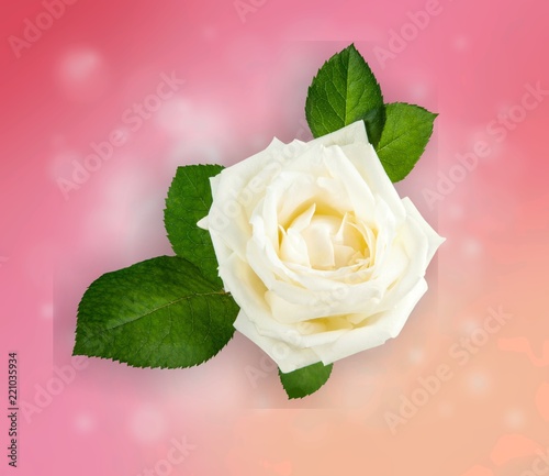 Single white Rose isolated on white background