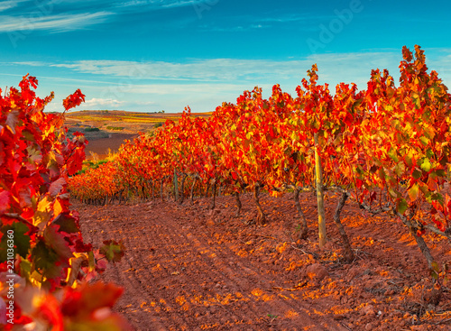Nice vineyard in autumn