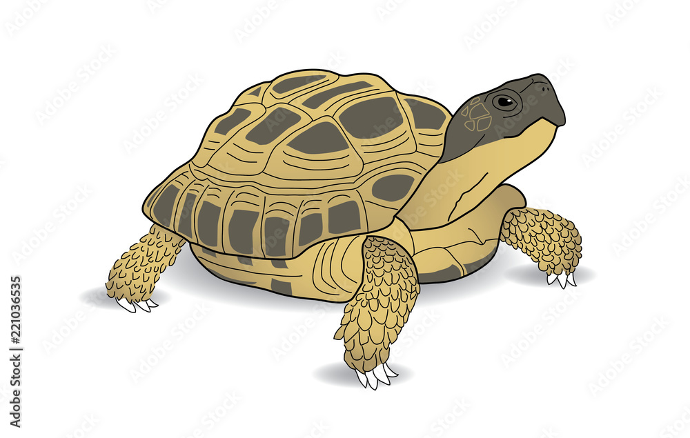 Obraz premium Żółw rosyjski, żółw pustynny, żółw polny, żółw