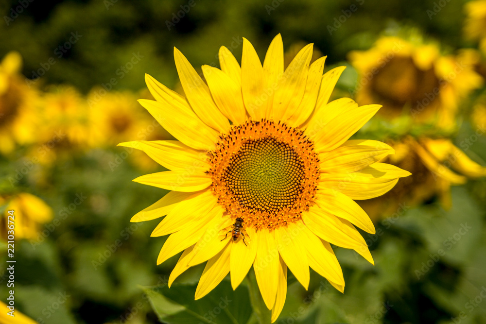 Helianthus or sunflower is a genus of plants comprising about 70 species. Helianthus or sunflower is a genus of plants comprising about 70 species.