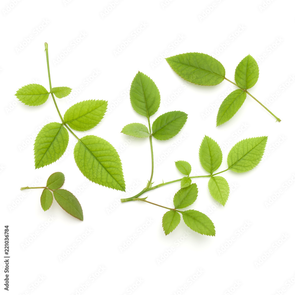 Green rose leaf isolated on white background cutout Green rose leaf isolated on white background cutout