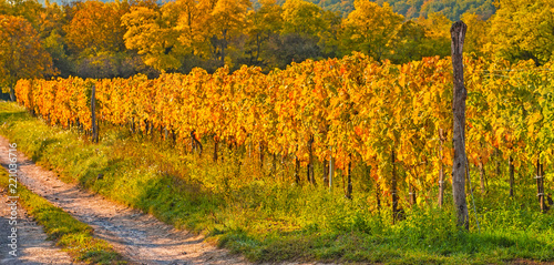 Nice vineyard in autumn