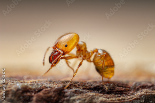 Pharaon Ant Fototapet