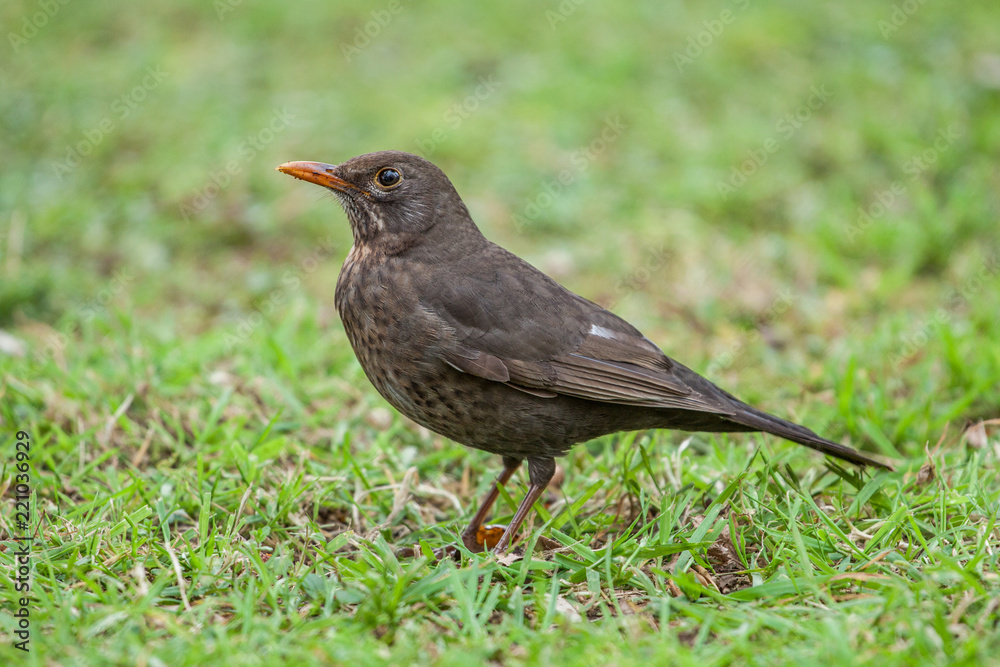 Common blackbird is a species of true thrush. Common blackbird is a species of true thrush.