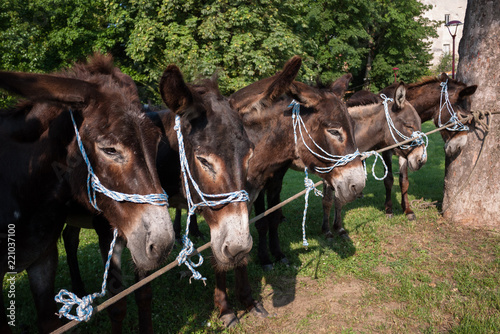 Gruppo Asini
