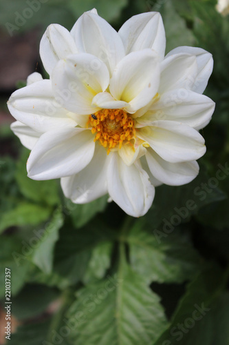 Fototapeta Naklejka Na Ścianę i Meble -  Dalia blanca (Asteraceae)