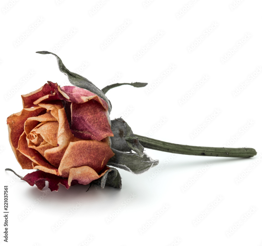 Obraz premium dried rose flower head isolated on white background cutout