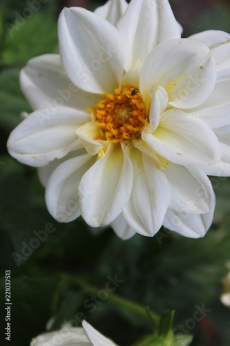 Fototapeta Naklejka Na Ścianę i Meble -  Dalia blanca (Asteraceae)