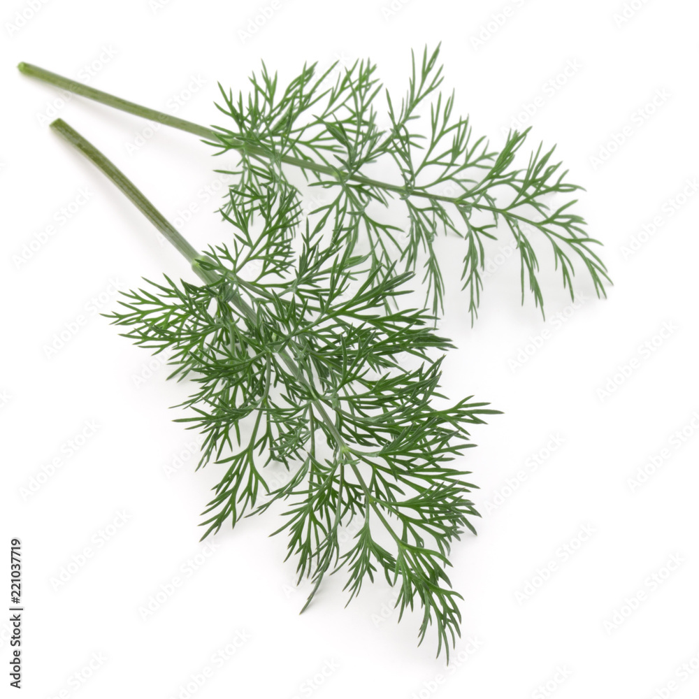 Close up shot of branch of fresh green dill herb leaves isolated on white background Close up shot of branch of fresh green dill herb leaves isolated on white background