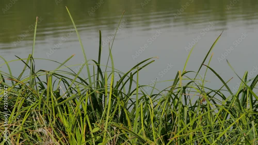 Green Grass On A Background Of Lake Slowmotion Green Grass On A Background Of Lake Slowmotion