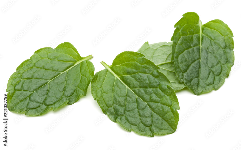 Peppermint herb isolated on white background cutout. Mint leaves. Peppermint herb isolated on white background cutout. Mint leaves.