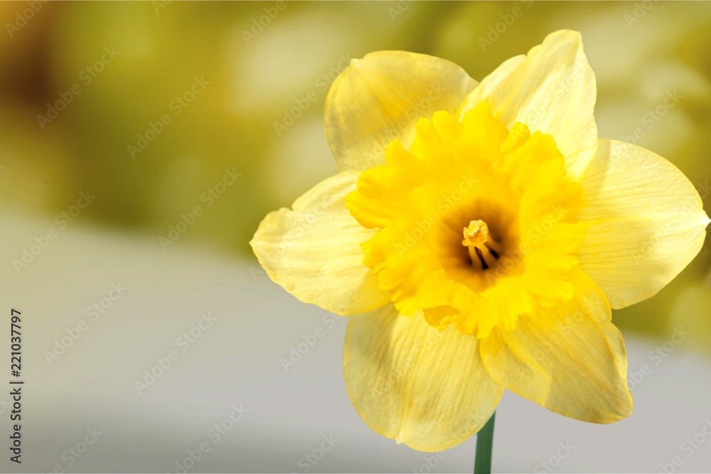 Yellow Daffodil isolated on White Background Yellow Daffodil isolated on White Background