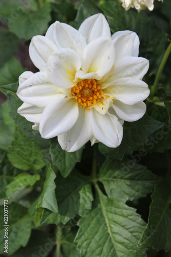 Fototapeta Naklejka Na Ścianę i Meble -  Dalia blanca (Asteraceae)