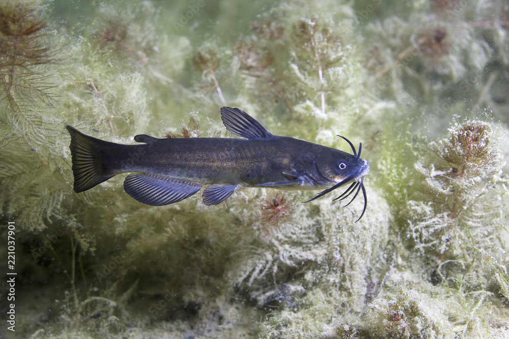 Black bullhead Catfish (Ameiurus melas) underwater photography. Freshwater  fish in clean water and nature habitat. Natural light. Lake and river  habitat. Wild animal. Stock Photo