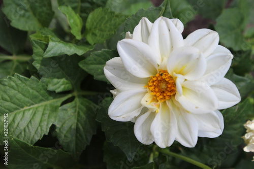 Fototapeta Naklejka Na Ścianę i Meble -  Dalia blanca (Asteraceae)