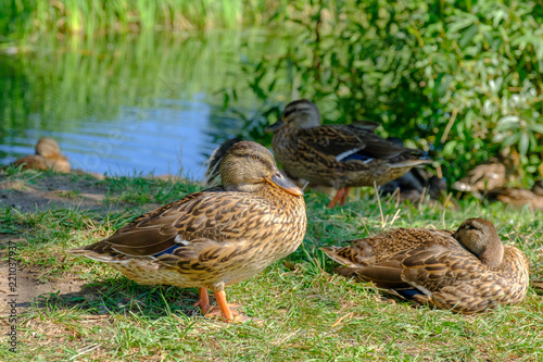 Brown wild ducks are sitting in the green grass on the riverside.