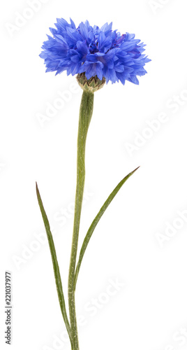 Blue Cornflower Herb or bachelor button flower head isolated on white background cutout