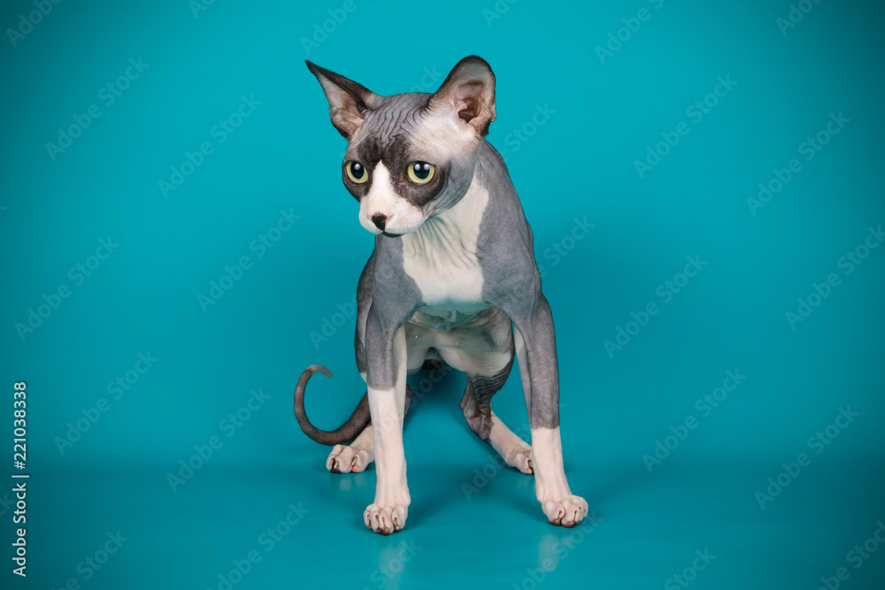Canadian Sphinx cat on colored backgrounds