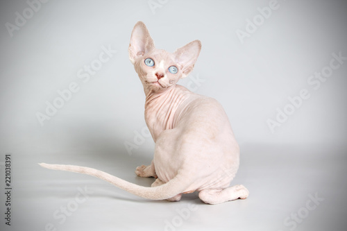 Canadian Sphinx cat on colored backgrounds