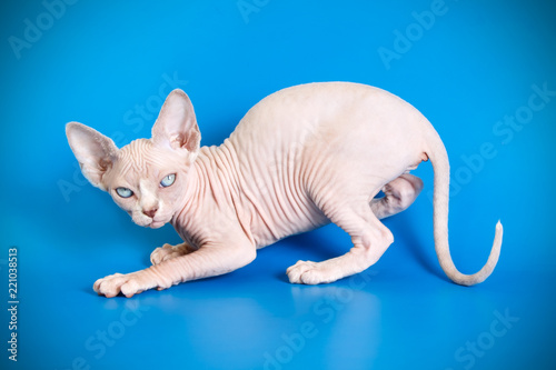 Canadian Sphinx cat on colored backgrounds © Aleksand Volchanskiy