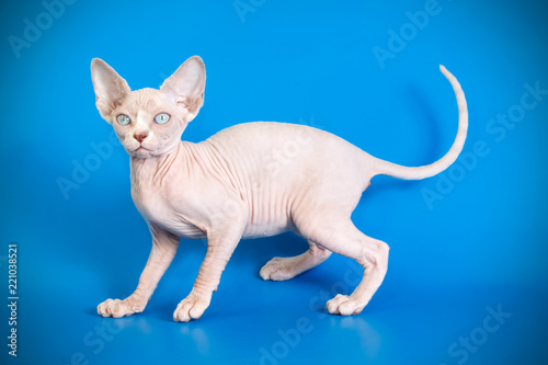 Canadian Sphinx cat on colored backgrounds