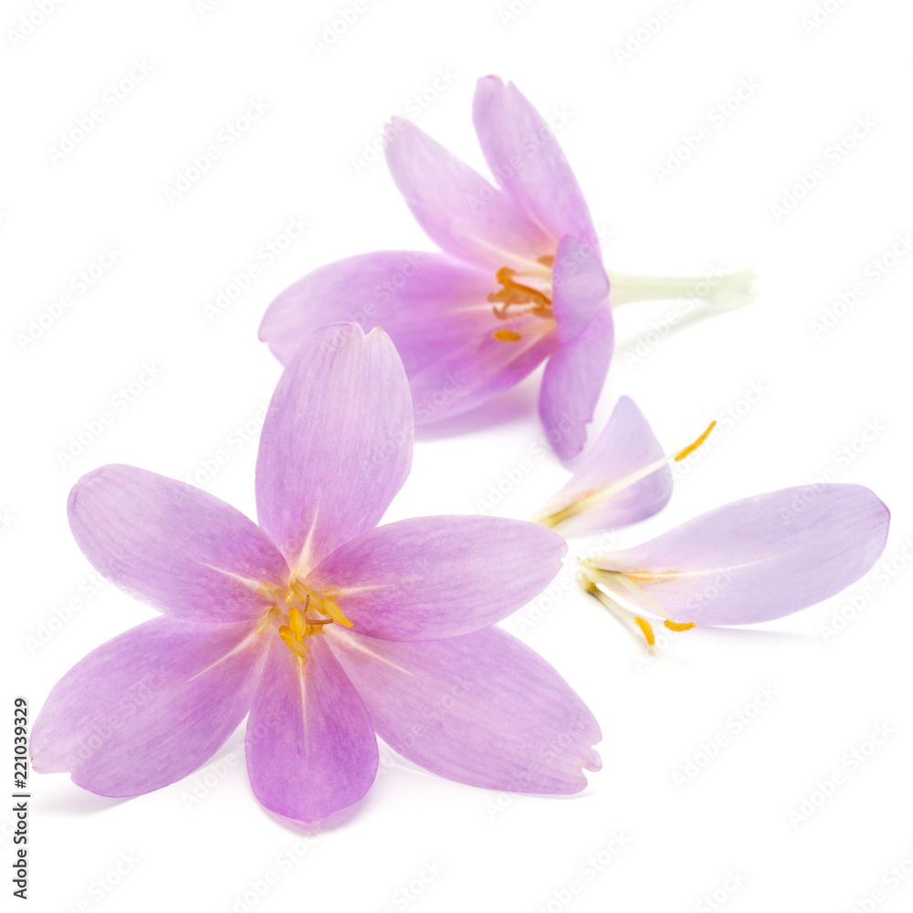 lilac crocus flowers isolated on white background lilac crocus flowers isolated on white background