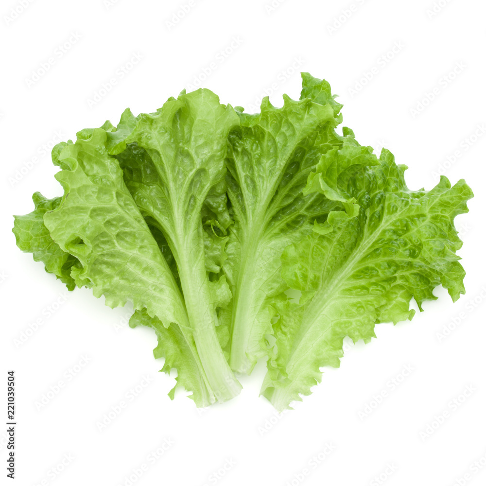 fresh green lettuce salad leaves isolated on white background fresh green lettuce salad leaves isolated on white background