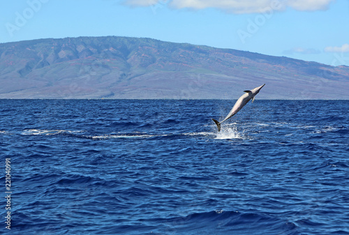Wild dolphin performing a pirouette - Hawaii