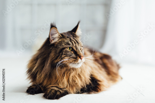 Fototapeta Naklejka Na Ścianę i Meble -  Maine Coon cat on white background