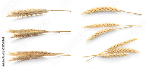 Set with spikelets on white background. Cereal grains