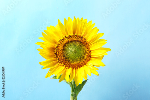 Fototapeta Naklejka Na Ścianę i Meble -  Beautiful bright sunflower on color background