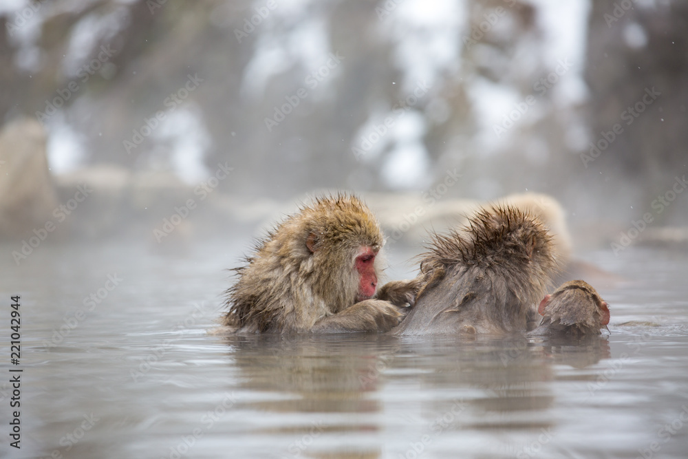 Naklejka premium macaque monkey in a bath in japan