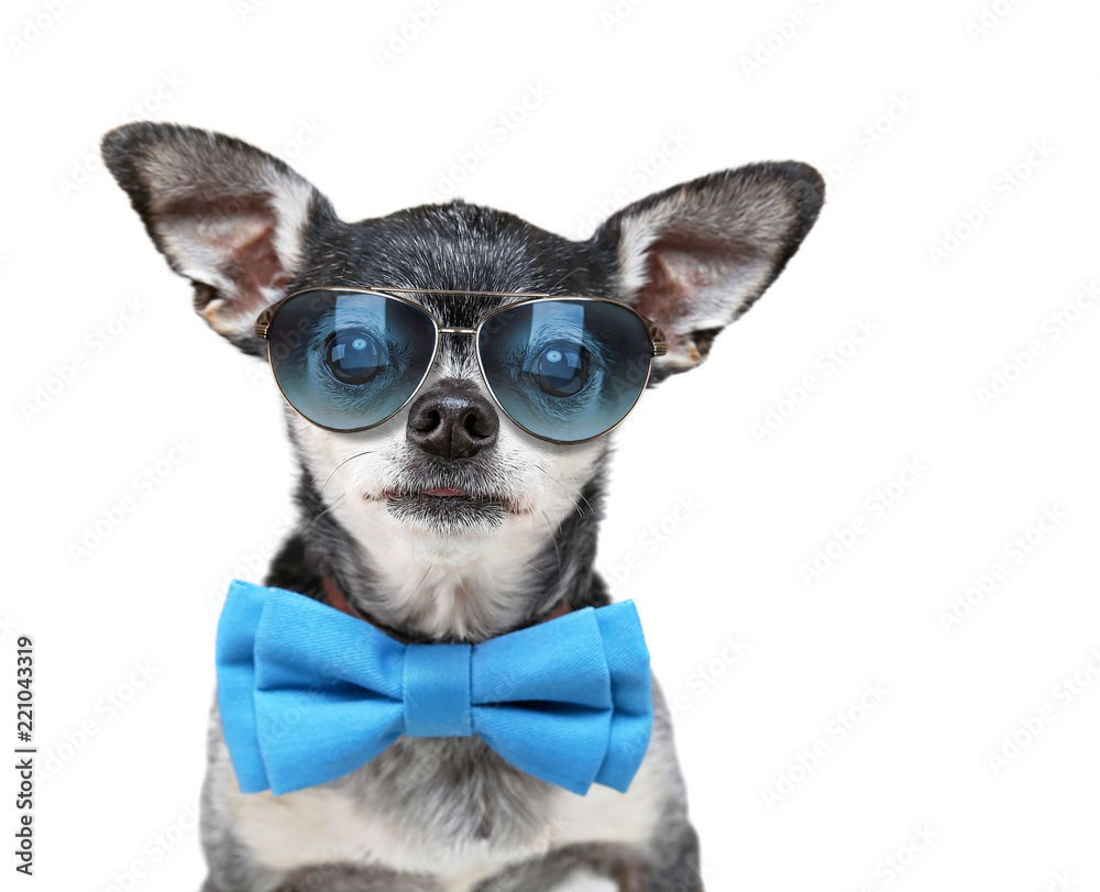 cute chihuahua with a bow tie and sunglasses isolated on a blue background