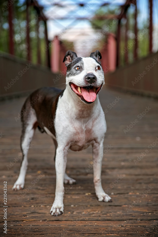 cute american staffordshire terrier on a bridge
