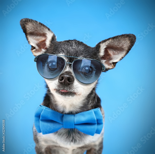 cute chihuahua with a bow tie and sunglasses isolated on a blue background