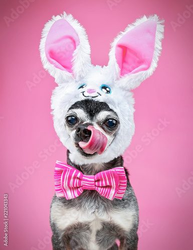 cute chihuahua dressed in a rabbit ear hat