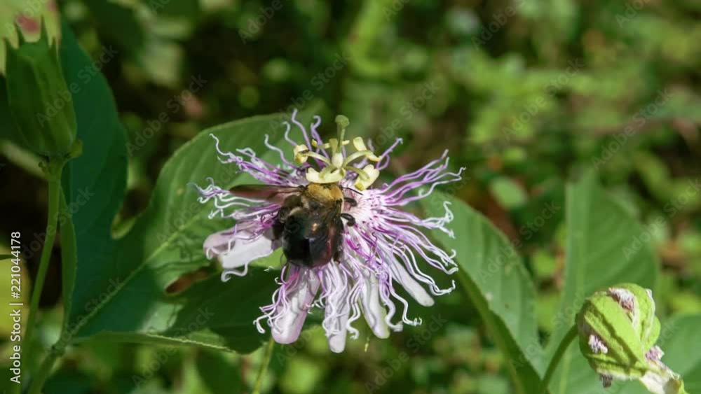 Passion Flower with Bumblebee Passion Flower with Bumblebee