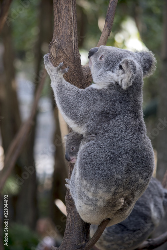 Fototapeta Naklejka Na Ścianę i Meble -  koala with joey