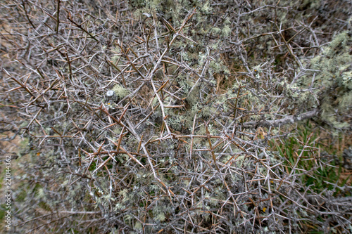 Matagouri growing near tussocks in the high country of New Zealand