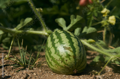 Farming and agriculture concept. Growing small green striped watermelon plant in the garden, close-up