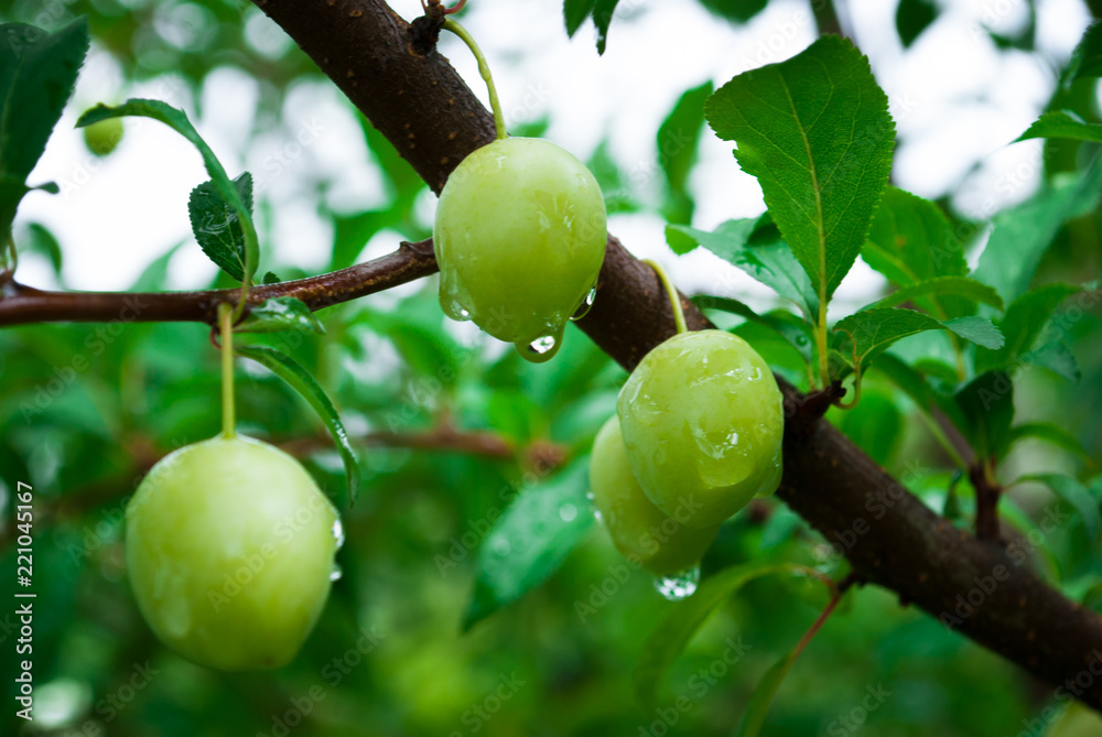 Plum tree with juicy fruits with rain drops Plum tree with juicy fruits with rain drops